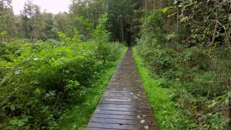 Ein-Zoom-Auf-Eine-Straße-Durch-Einen-Sonnigen-Grünen-Wald,-Der-Tagsüber-Von-Sonnenstrahlen-Beleuchtet-Wird