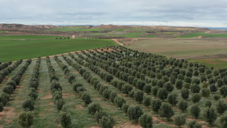 Agricultural-landscape-Spain-Olive-trees-and-green-fields-Spain-aerial-shot