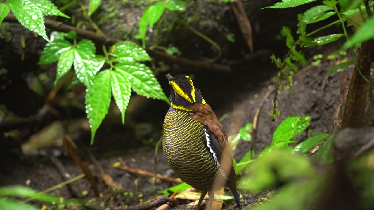 pájaro pitta de bandas javanas con su pico expuesto al suelo húmedo después de la lluvia
