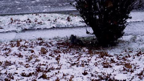 squirrel tracks his food around a leafy fresh snow fall