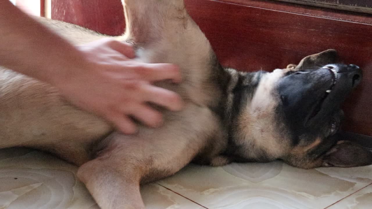 perro feliz y juguetón recibiendo un masaje en el vientre del dueño.
