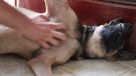 Perro-Feliz-Y-Juguetón-Recibiendo-Un-Masaje-En-El-Vientre-Del-Dueño