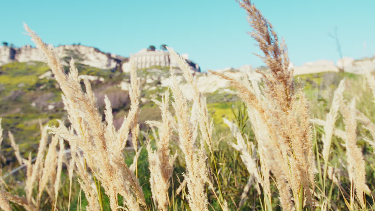 카라브리아의 시골에 있는 게라세 마을 앞에 있는 식물들