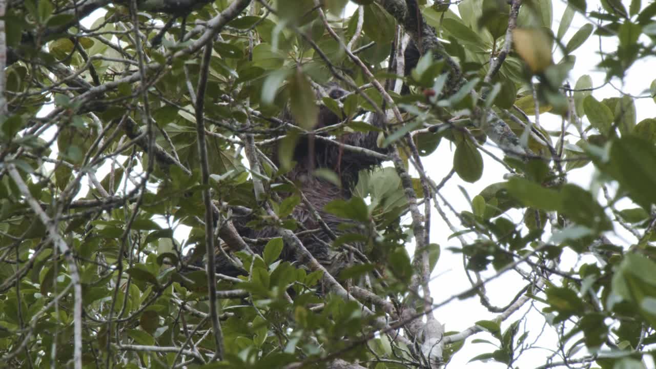 Sloth in a Rainforest Tree