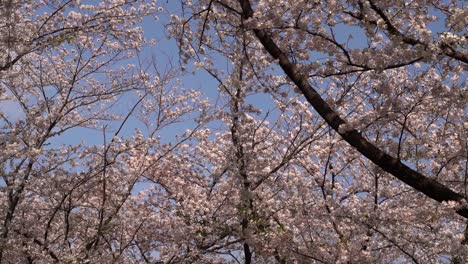 el hermoso paisaje de la flor de cerezo de sakura ondeando en el viento con el cielo azul claro en el fondo en japón - plano general
