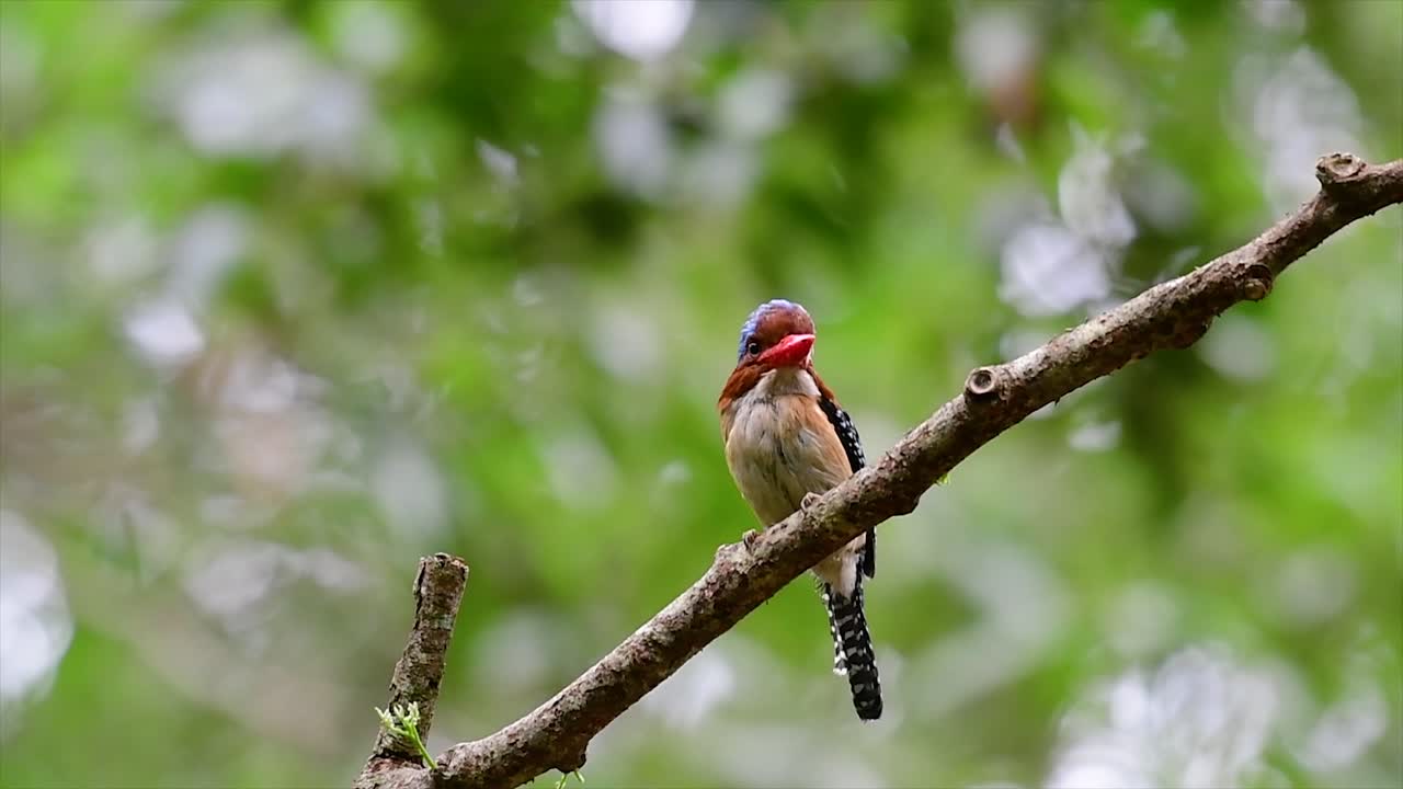 un martín pescador de árboles y una de las aves más hermosas que se encuentran en tailandia dentro de las selvas tropicales