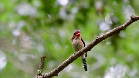 Ein-Baum-Eisvogel-Und-Einer-Der-Schönsten-Vögel-Thailands-In-Den-Tropischen-Regenwäldern