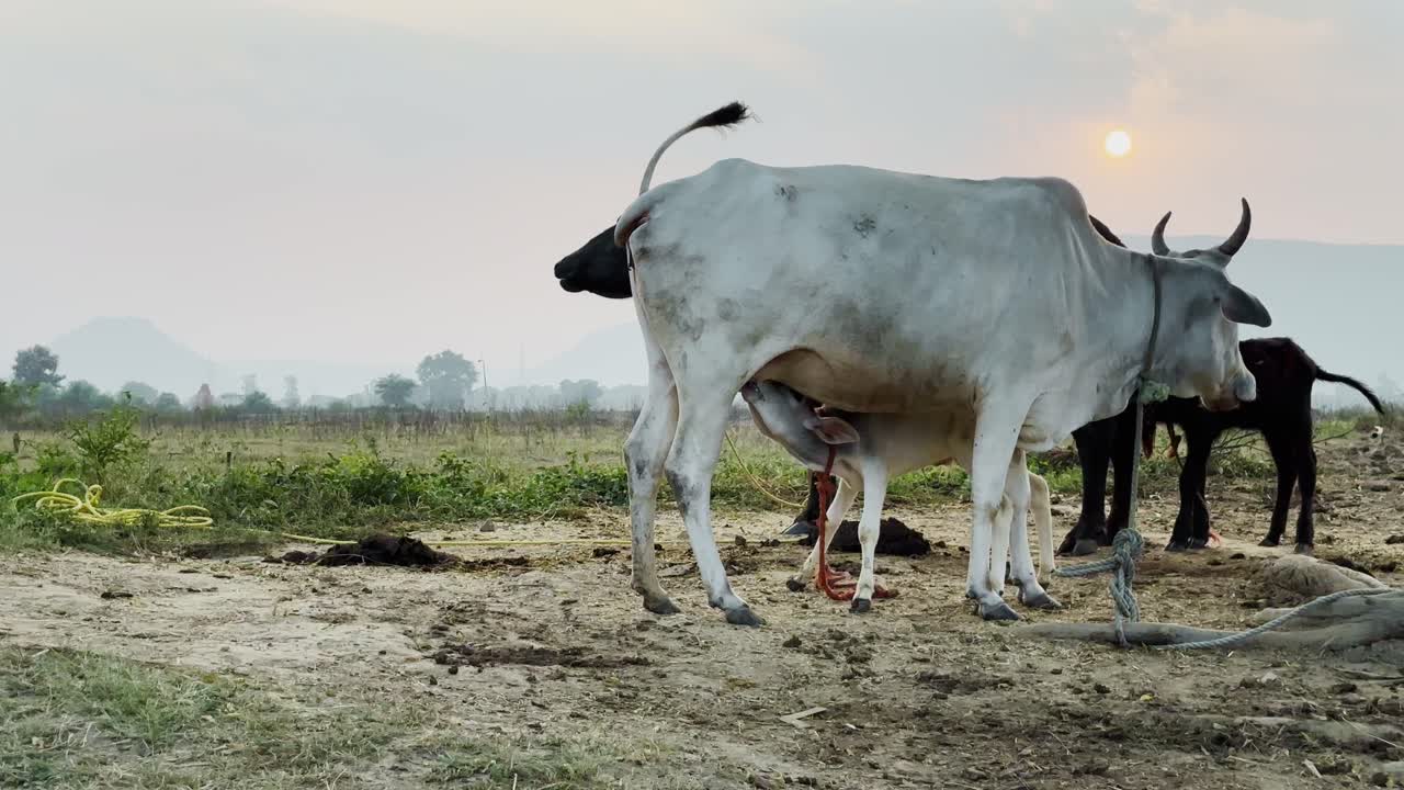 A white cow nurses its calf in a serene rural field at sunrise or sunset, surrounded by a hazy landscape and dry earthy ground