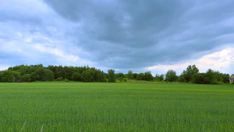 Forest Watches Over Open Field