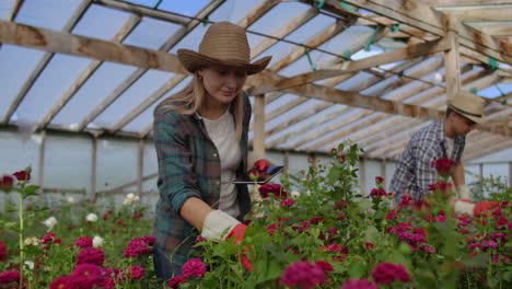 pequeños negocios modernos de cultivo de flores. colegas floristas trabajan juntos con computadoras tabletas en un invernadero. 2 jardineros modernos inspeccionan juntos los brotes de flores