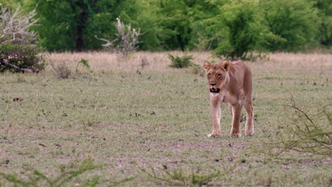 Löwin-Läuft-Auf-Dem-Gras-In-Der-Nxai-Pfanne-In-Botswana-Mit-üppigen-Büschen-Und-Bäumen-Im-Hintergrund-–-Mittlere-Aufnahme