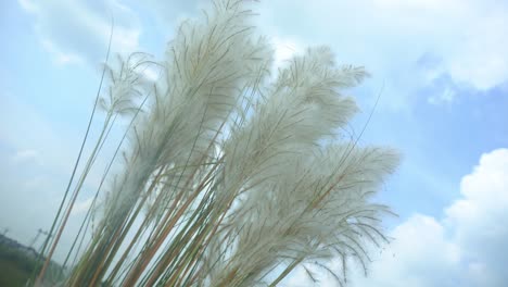 Kash-flowers-are-blooming-in-the-autumn-sky