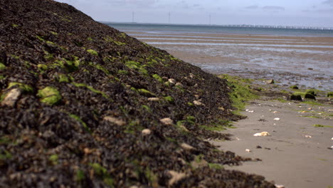 low tide reveals a coastal landscape covered in seaweed and algae, with distant wind turbines on the horizon. shot along the dutch shoreline