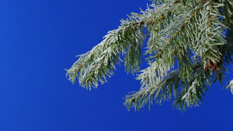 passing snowy pine branches and cones bluescreen for compositing