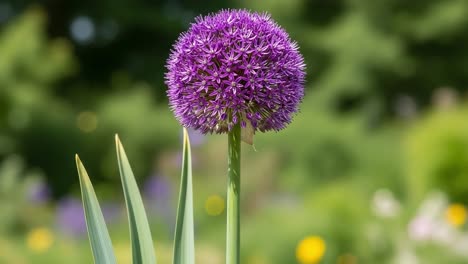 vibrant allium flower in full bloom: a close-up of nature's beauty with a stunning purple sphere surrounded by lush greenery and blurred background