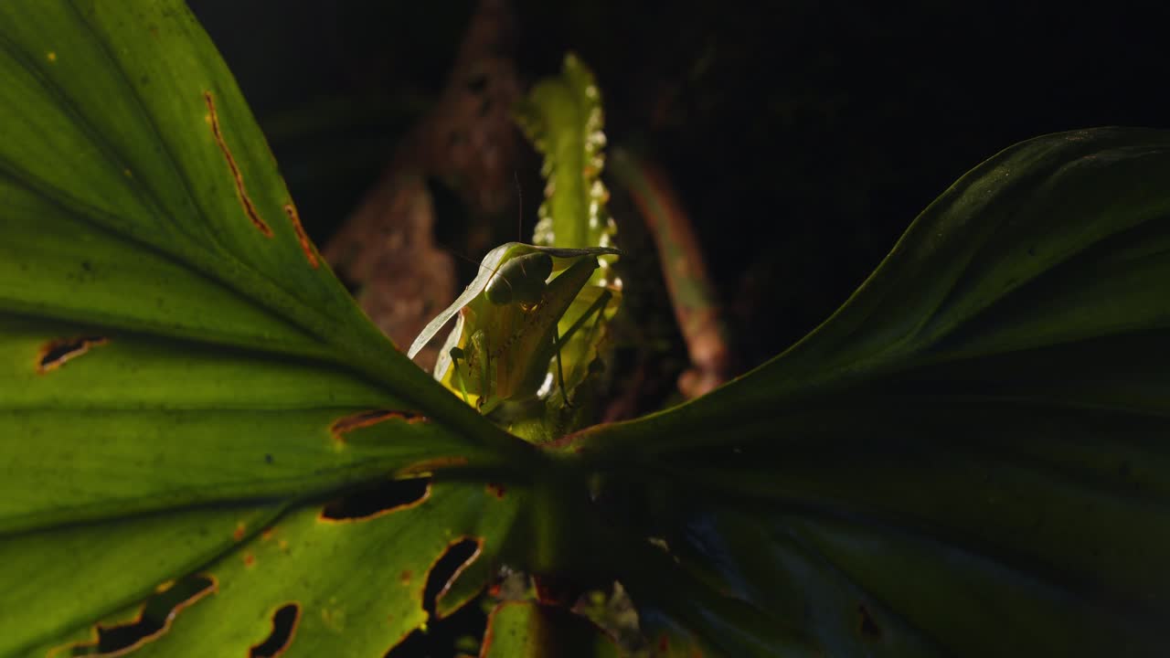 Cobra mantis on a leaf grooms its legs, preparing to strike in the heart of Peru’s dense rainforest.