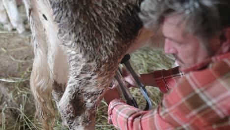 handsome mature farmer is using milking facility for cows in cowshed own farm. mechanized milking equipment. growing livestock is a traditional direction of agriculture.