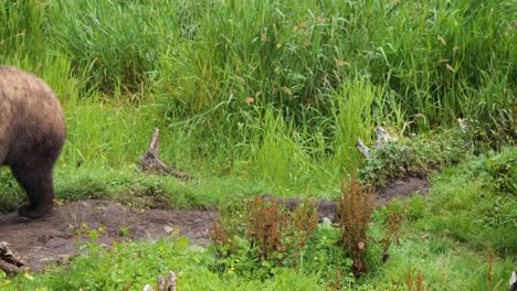 Brown-bear-walking-through-the-forest,-Alaska