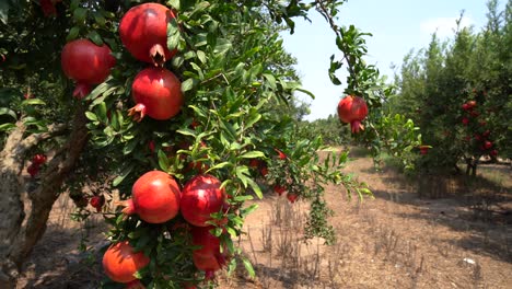 pomegranate tree plantation on picking season