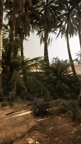 desert oasis landscape