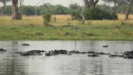 plano general de una manada de hipopótamos tirados en el agua, khwai botswana