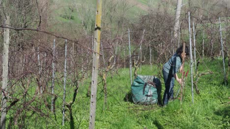 Caucasian fit woman farmer stretches her arm to prune upper grapevine canes in a dormant vineyard, standing next to a green garden sack filled with branches, real time, static frame, seasonal work