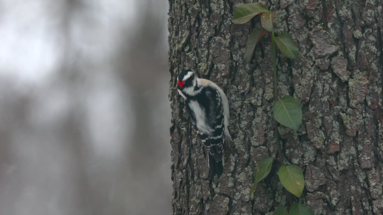 pájaro carpintero velloso en un día nevado