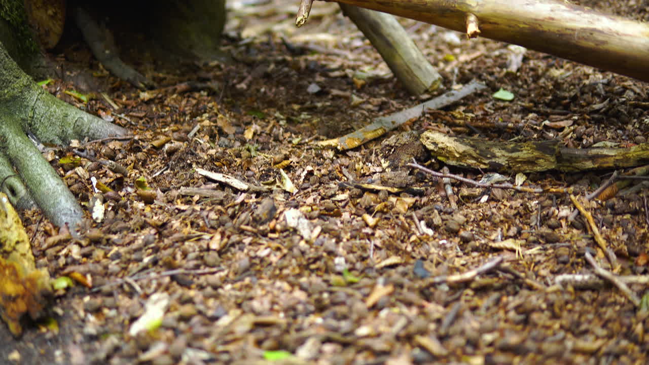 사람의 손길이 닿지 않은 숲, 죽은 나뭇가지, 바닥에 있는 썩은 마른 장작