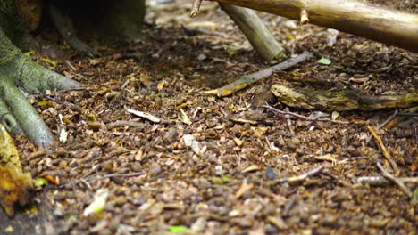 Faules,-Trockenes-Totholz,-Brennholz-Auf-Dem-Boden-Im-Unberührten-Wald,-Tote-Äste,-Pech