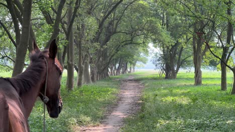 pov shot of a brown horse looking at a empty forest alley during daytime.