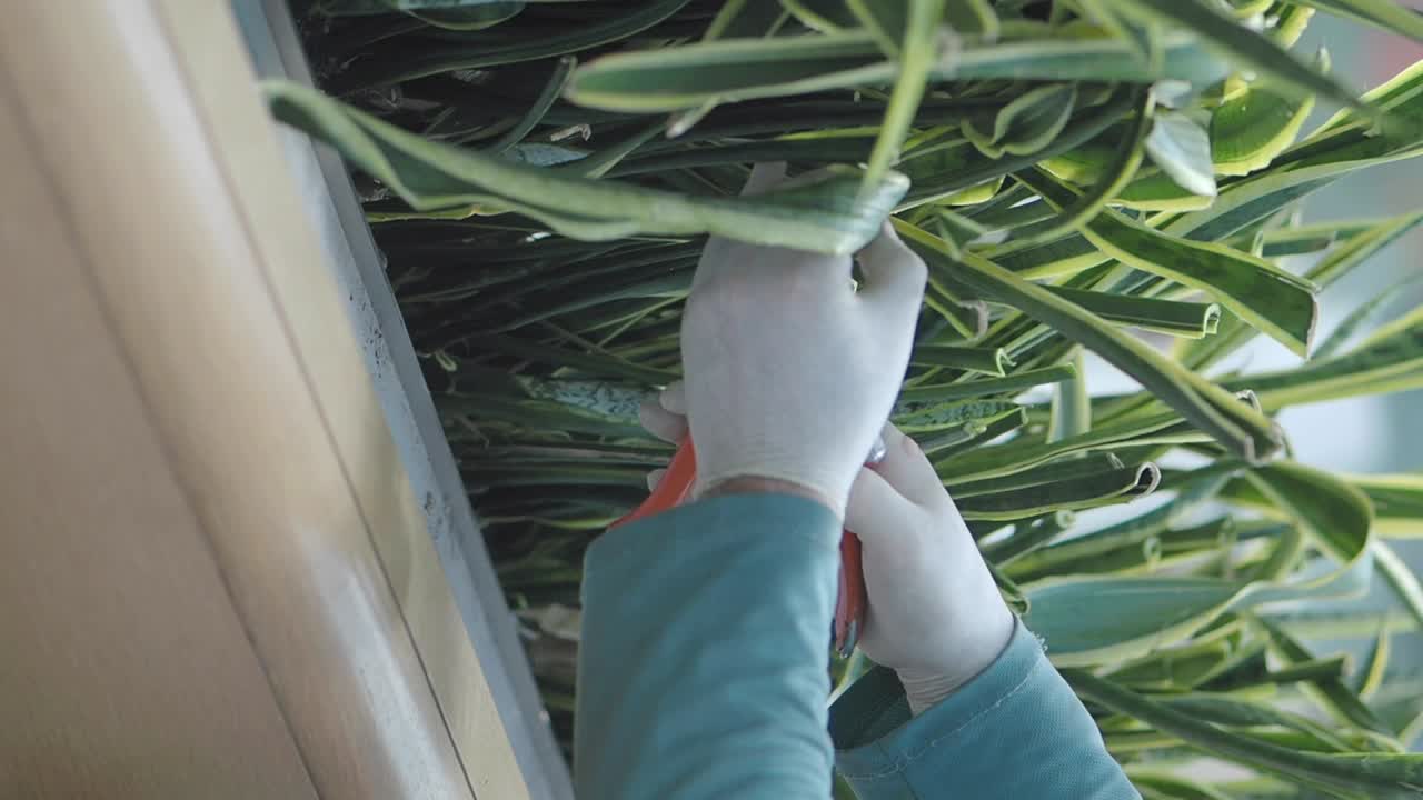 手袋をして植物を剪定
