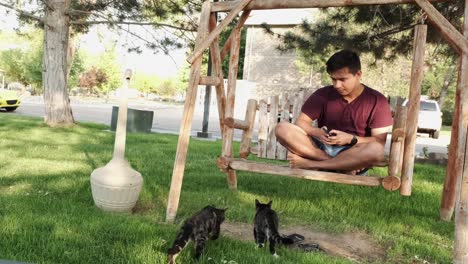 young man in casualwear sitting on a hanging bench using cellphone with two adorable stray cats approaching him in peaceful park setting