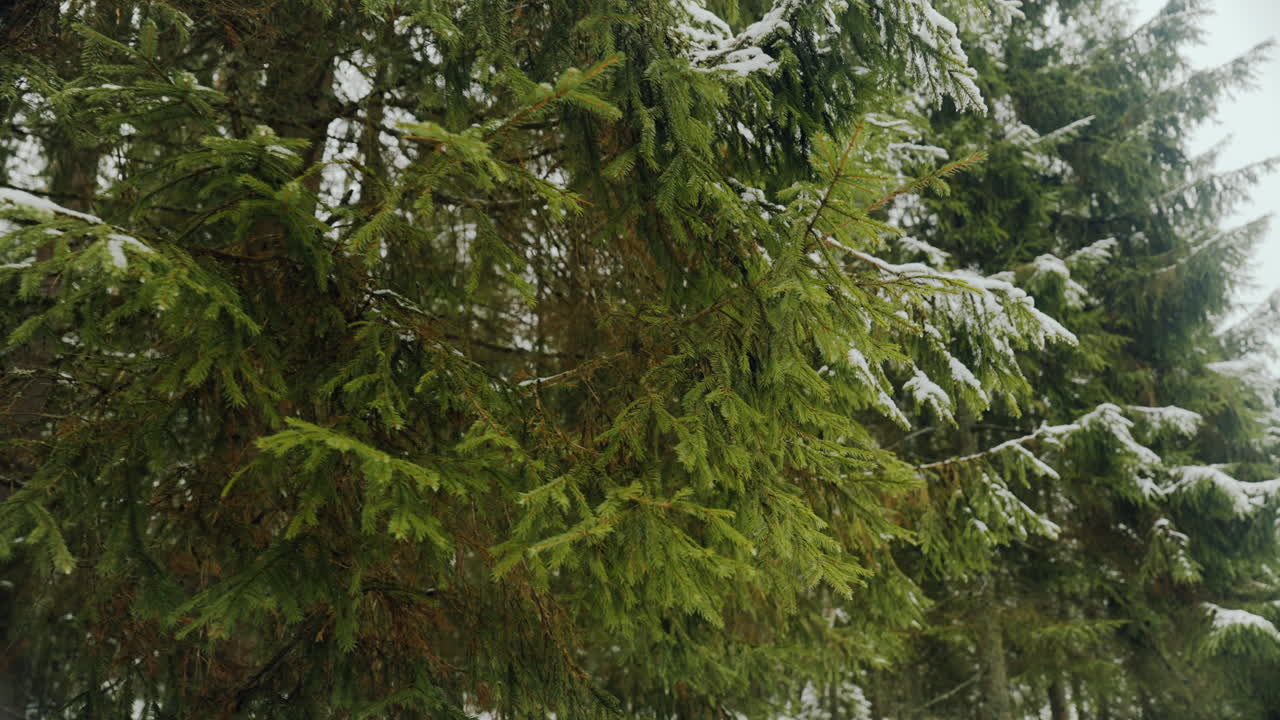 2월의 라트비아 오우거