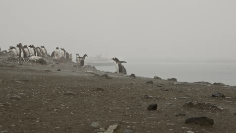 camera move with walking penguin in from of research vessel