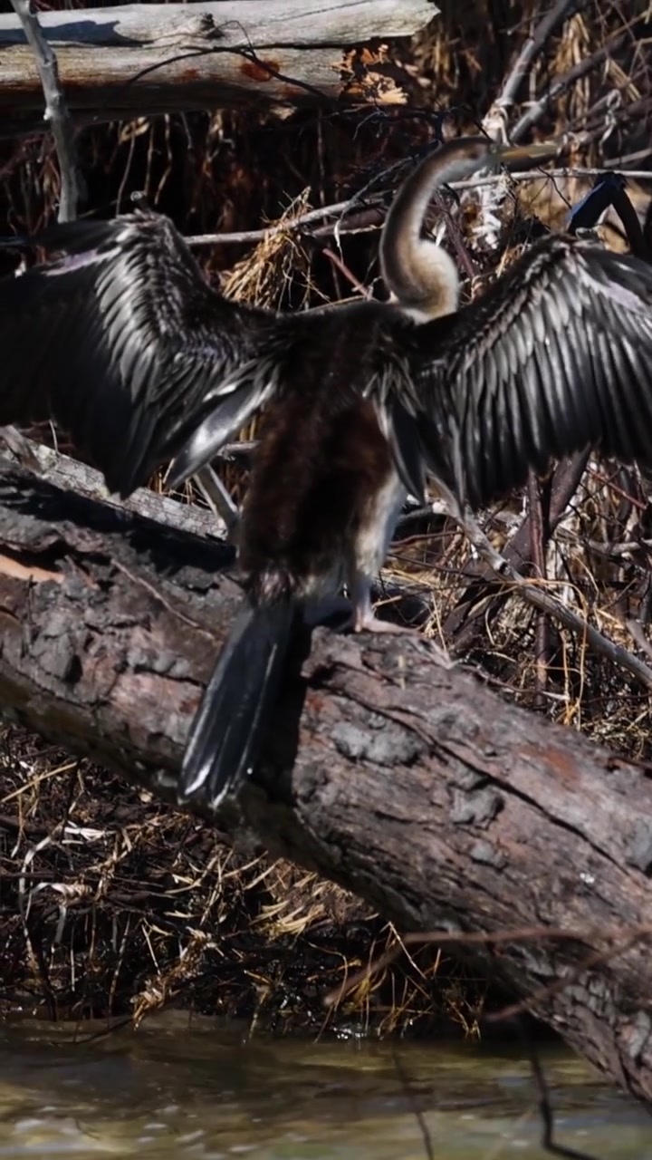 A vertical shot of an Anhinga perched on a fallen log drying its wings.