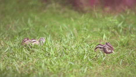 Eichhörnchen-Sitzt-Auf-Gras-Und-Frisst-Gras