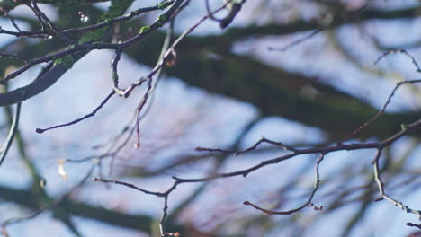 close up shot of branch with some morning dew on a sunny autumn day