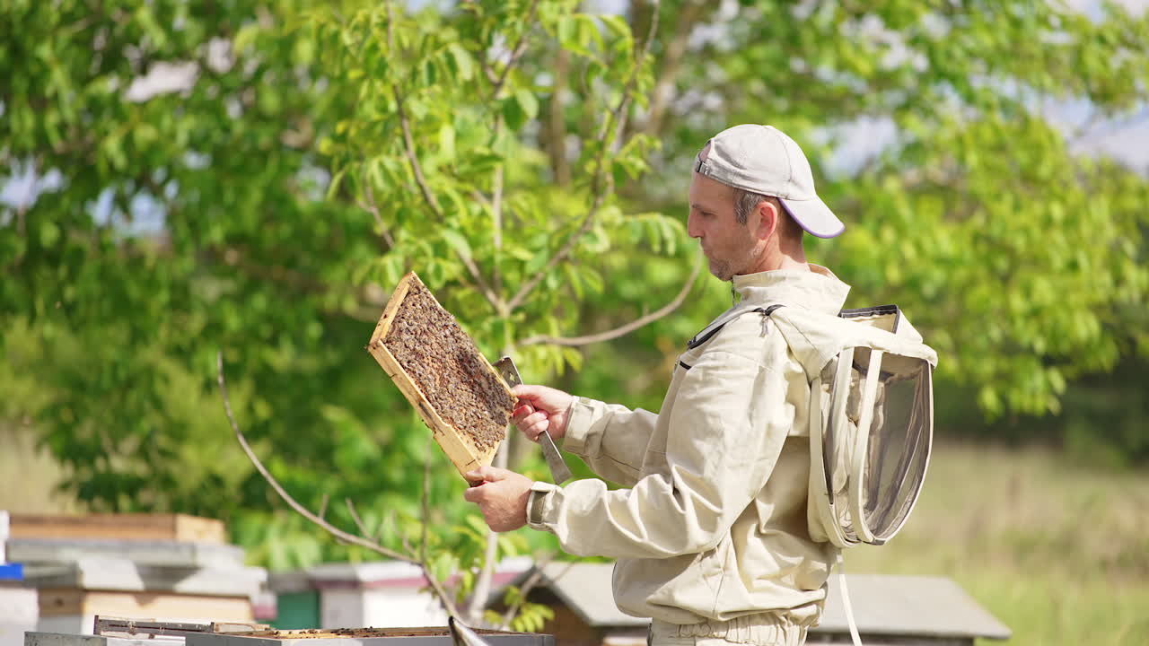 Male apiarist looking attentively at the frame covered with bees. Beekeeper examining the honey harvest. Green trees backdrop.