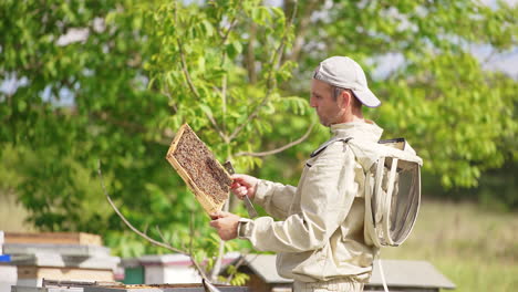 male apiarist looking attentively at the frame covered with bees. beekeeper examining the honey harvest. green trees backdrop.