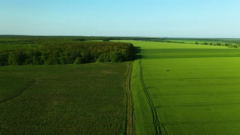 Aerial-Footage-of-Fields-and-Forest-Border-Under-Clear-Blue-Sky