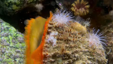 giant rock scallop