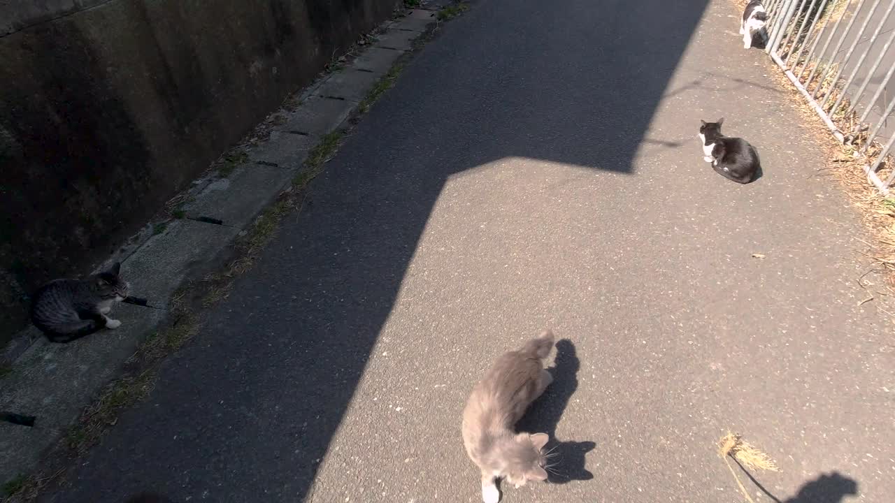 긴 잔디를 사용하여 길고양이와 노는 사람의 슬로우 모션 관점