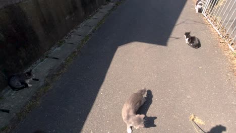 slow motion pov view of person playing with street cats using long grass