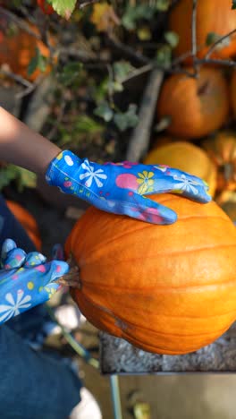 woman picking a pumpkin