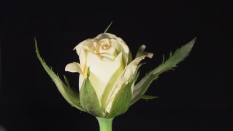 Delicate-white-with-a-dash-of-pink-rose-blossoming-on-black-background-side-view