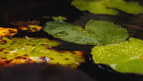 La-Lluvia-Cae-Mientras-Las-Hojas-De-Un-Nenúfar-Yacen-Quietas-En-La-Superficie-De-Un-Estanque