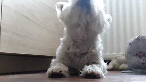 cute dog west highland terrier shaking off its ears in the house in ultra slow motion