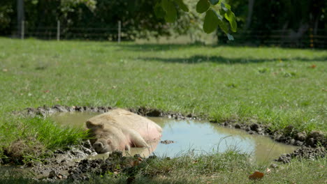 cerdo feliz acostado en un charco de tierra en el calor del verano para refrescarse