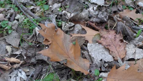 one leaf that moves under the effect of the wind makes a beautiful background