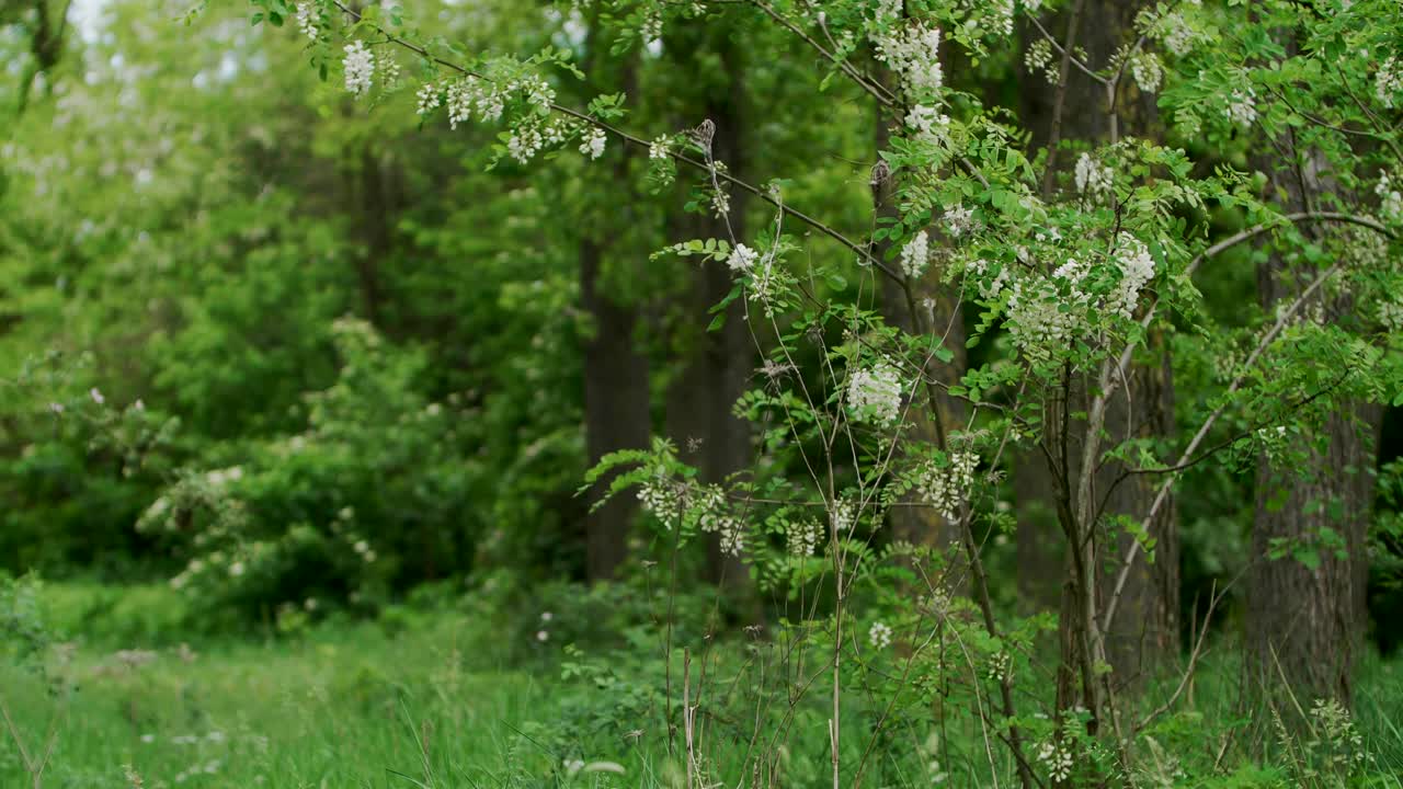Üppiger grüner Wald mit dichtem Unterholz und weißen Blumen, Fokusverschiebung